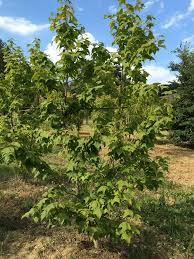[7239] LIQUIDAMBAR FORMOSANA - CEPEE (Caduc, 10 à 20 m)