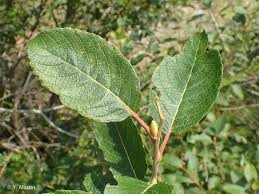 [10958] SALIX CAPREA - TIGE (Caduc, 10 à 20 m)