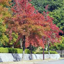[7240] LIQUIDAMBAR FORMOSANA - RAMIFIE (Caduc, 10 à 20 m)