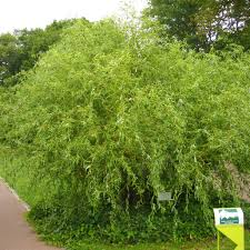 [10968] SALIX ERYTHROFLEXUOSA (Caduc, 5 à 10 m)