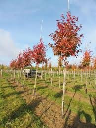 [7241] LIQUIDAMBAR FORMOSANA - TIGE (Caduc, 10 à 20 m)