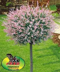 SALIX INTEGRA