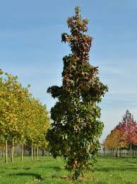 [7246] LIQUIDAMBAR STYR. SLENDER SILHOUETTE (Caduc, 10 à 20 m)