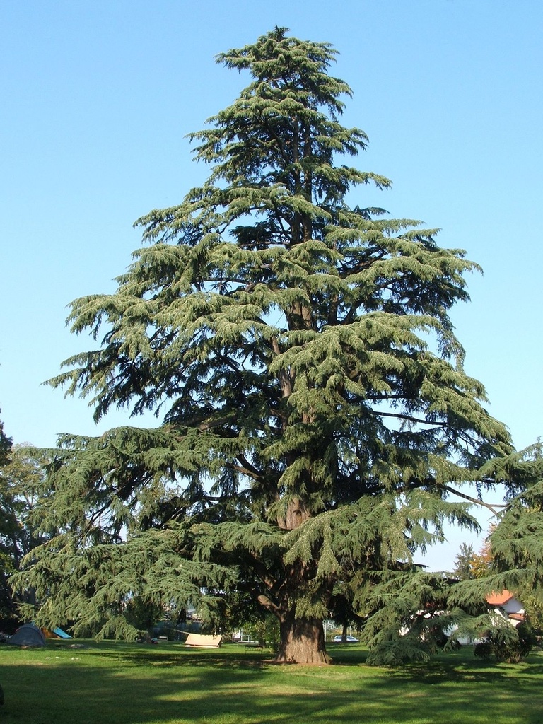 [2734] CEDRUS DEODARA (Persistant, +20 m)