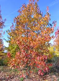 [7256] LIQUIDAMBAR STYRACIFLUA - CEPEE (Caduc, 10 à 20 m)
