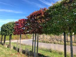 [7257] LIQUIDAMBAR STYRACIFLUA - PALISSEE (Caduc, 5 à 10 m)