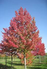 [7258] LIQUIDAMBAR STYRACIFLUA - RAMIFIE (Caduc, 10 à 20 m)
