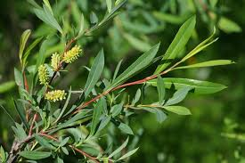 SALIX PURPUREA