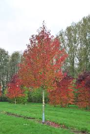 LIQUIDAMBAR STYRACIFLUA - TIGE