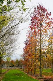 [7261] LIQUIDAMBAR STYRACIFLUA - TIGE PLATEAU (Caduc, 10 à 20 m)