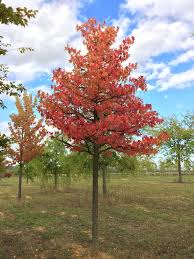 [7262] LIQUIDAMBAR STYRACIFLUA - TIGE TRESSEE (Caduc, 10 à 20 m)