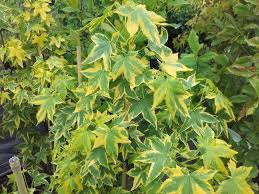 [7290] LIQUIDAMBAR STYRACIFLUA GOLDEN TREASURE (Caduc, 10 à 20 m)
