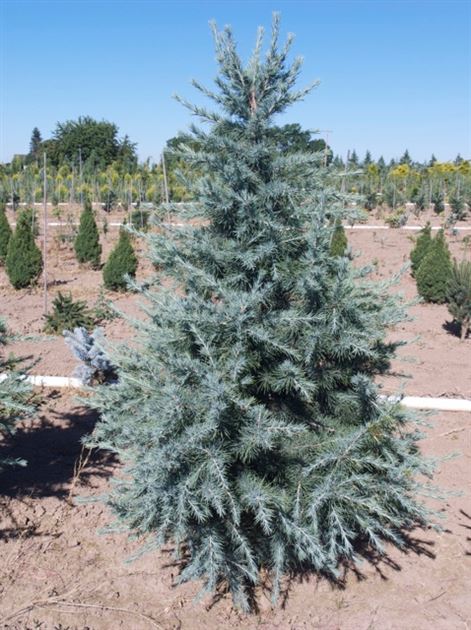 [2781] CEDRUS DEODARA ROBUSTA GLAUCA (Persistant, +20 m)
