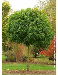 [7293] LIQUIDAMBAR STYRACIFLUA GUM BALL - BOULE (Caduc, 3 à 5 m)