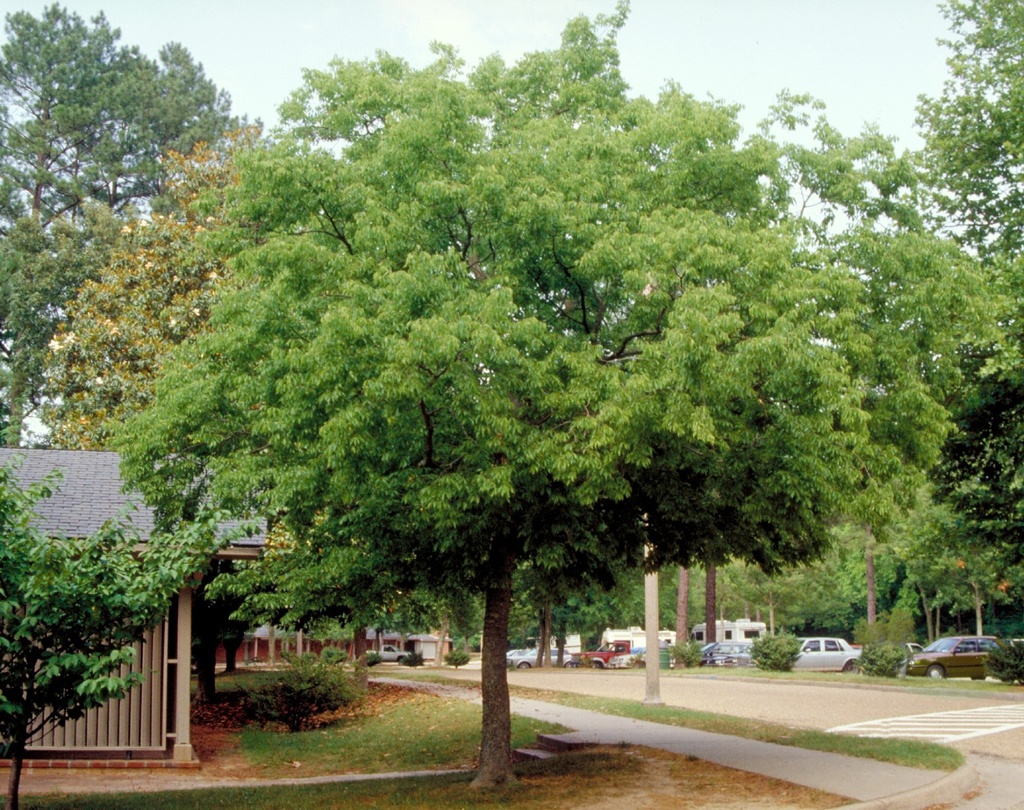 CELTIS AUSTRALIS (MICOCOUILIER) - CEPEE