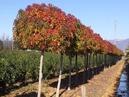 [7295] LIQUIDAMBAR STYRACIFLUA GUM BALL - TIGE (Caduc, 5 à 10 m)