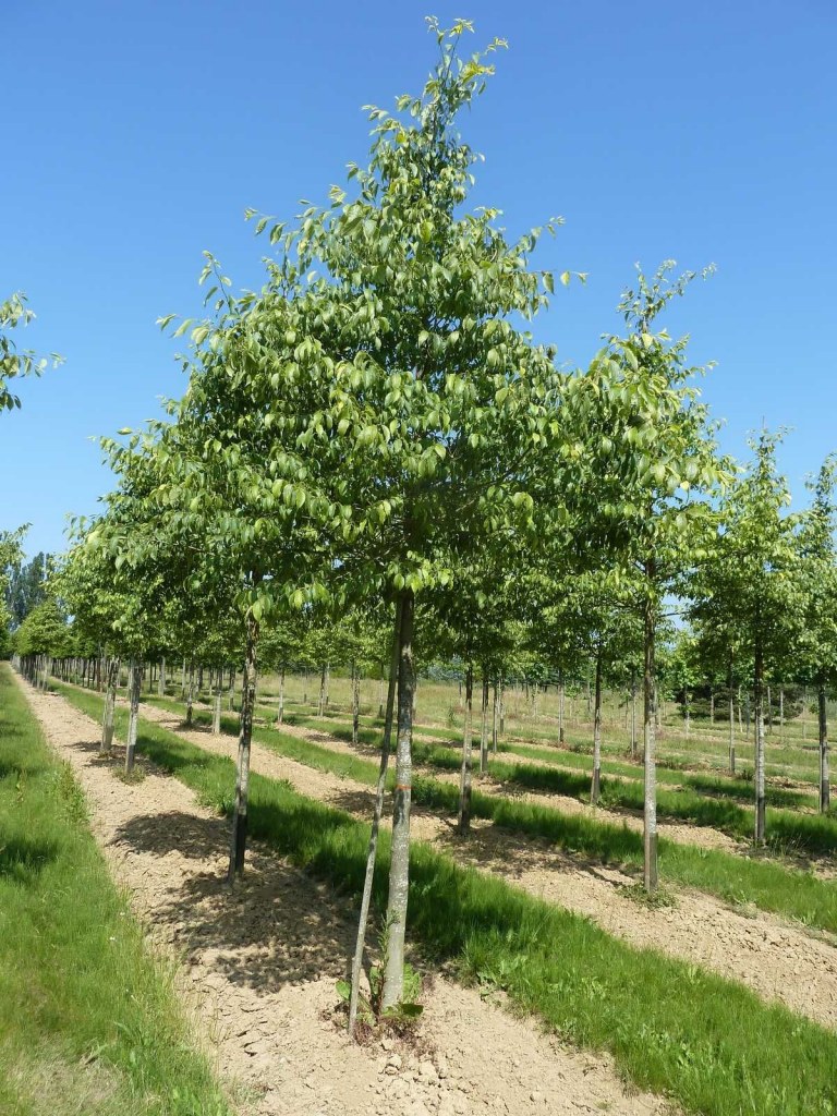 CELTIS AUSTRALIS (MICOCOUILIER) - TIGE