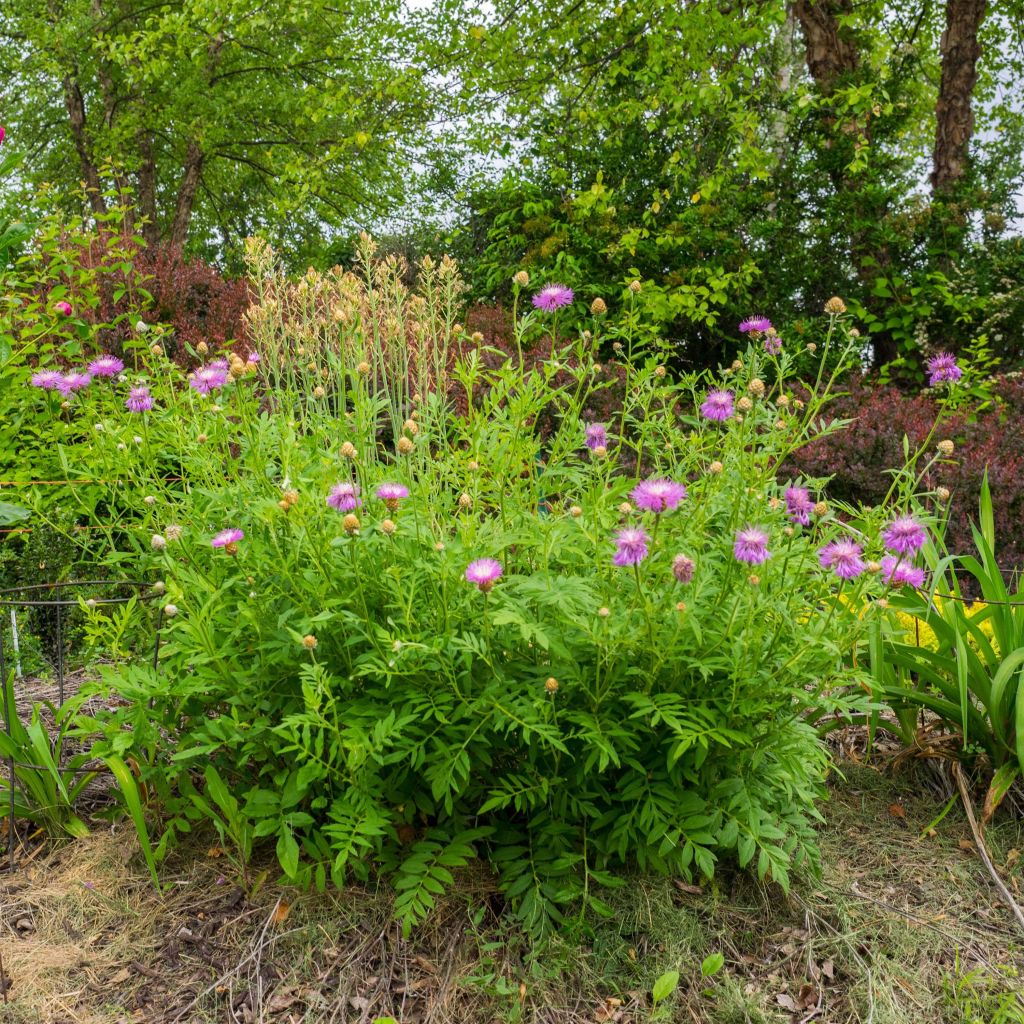 [2825] CENTAUREA DEALBATA ROSE FONCÉ (Caduc, 50/100)