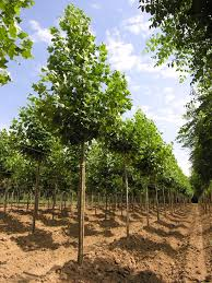 LIRIODENDRON TULIPIFERA - TIGE