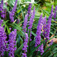 LIRIOPE MUSCARI