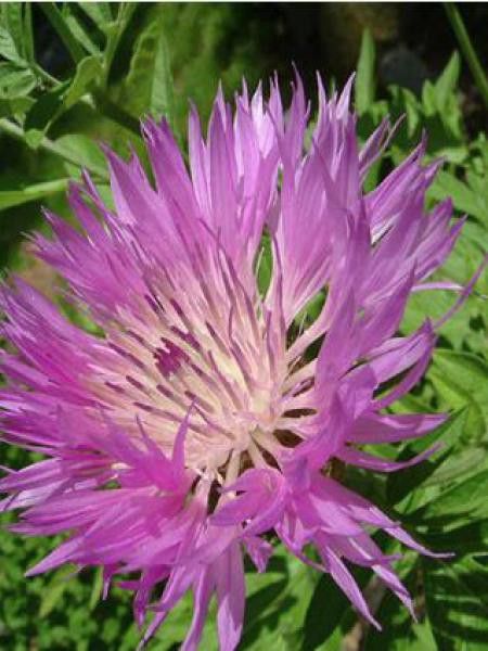 CENTAUREA PULCHERRIMA ROSE VIF