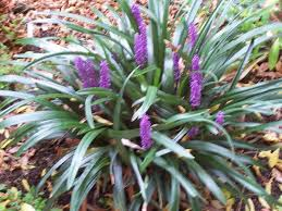 [7332] LIRIOPE MUSCARI BIG BLUE (Persistant, 50/100)