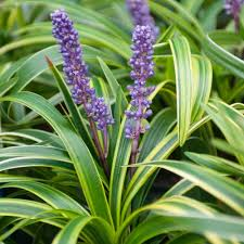 LIRIOPE MUSCARI VARIEGATA