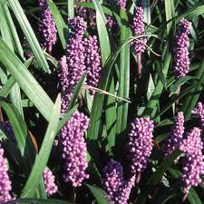 LIRIOPE SPICATA VIOLET