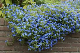 LITHODORA DIFFUSA HEAVENLY BLUE