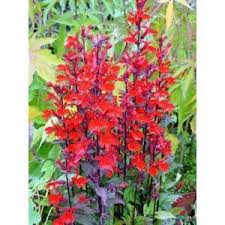 LOBELIA CARD.QUEEN VICTORIA ROUGE
