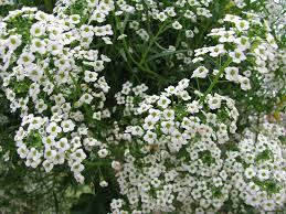 [7352] LOBULARIA MARITIMA (Caduc, 0/20)