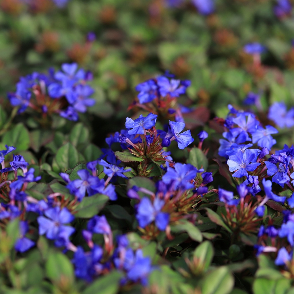 CERATOSTIGMA PLUMBAGINOIDES