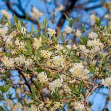 [7361] LONICERA FRAGRANTISSIMA (Caduc, 250/300)