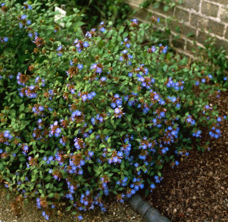 [2861] CERATOSTIGMA WILLMOTTIANUM (Caduc, 50/100)
