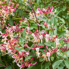 LONICERA JAPONICA CHINENSIS