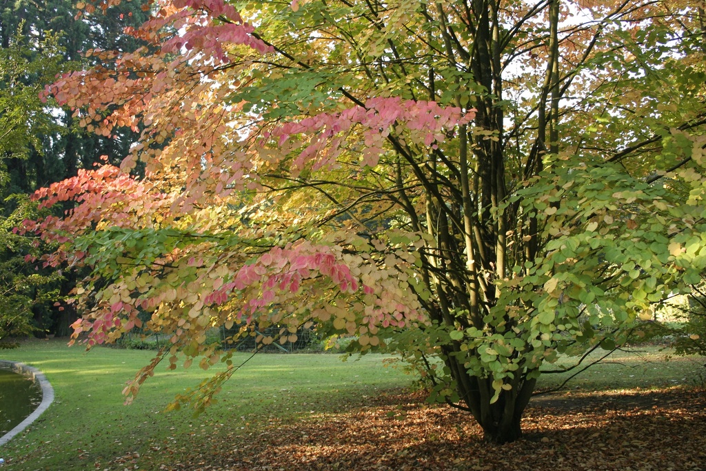 CERCIDIPHYLLUM JAPONICUM