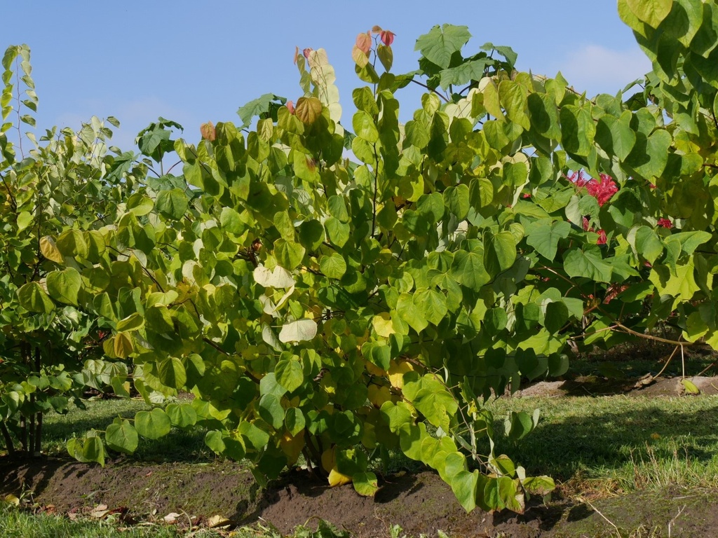 CERCIS CANADENSIS