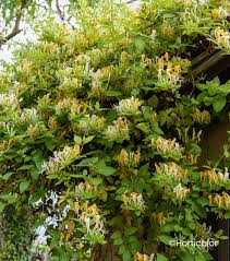[7380] LONICERA JAPONICA HALLIANA (Persistant, 5 à 10 m)