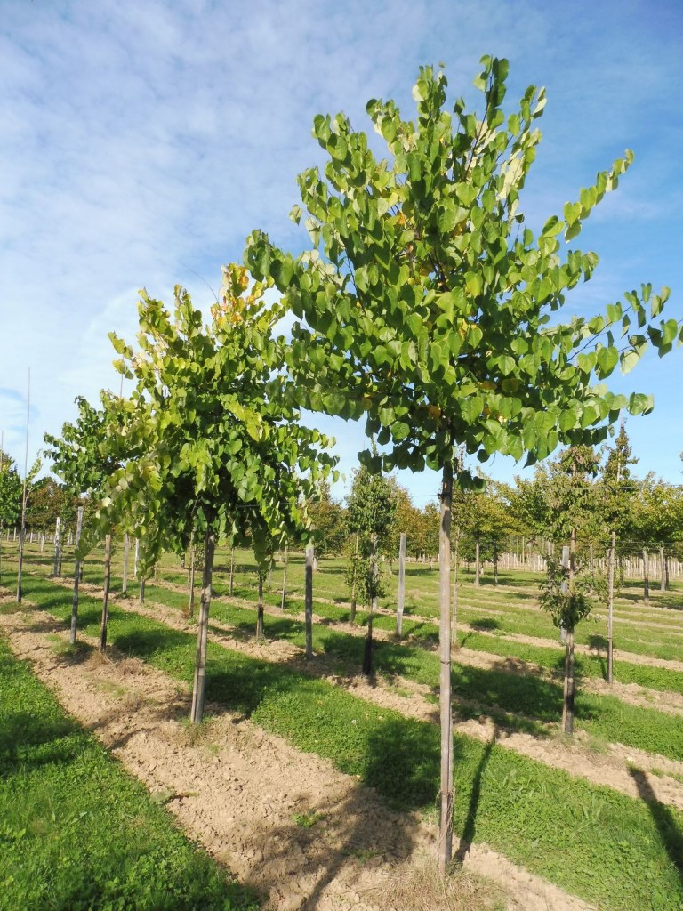 [2877] CERCIS CANADENSIS ALBA - TIGE (Caduc, 5 à 10 m)
