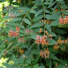 [7384] LONICERA JAPONICA HENRY'S (Persistant, 5 à 10 m)