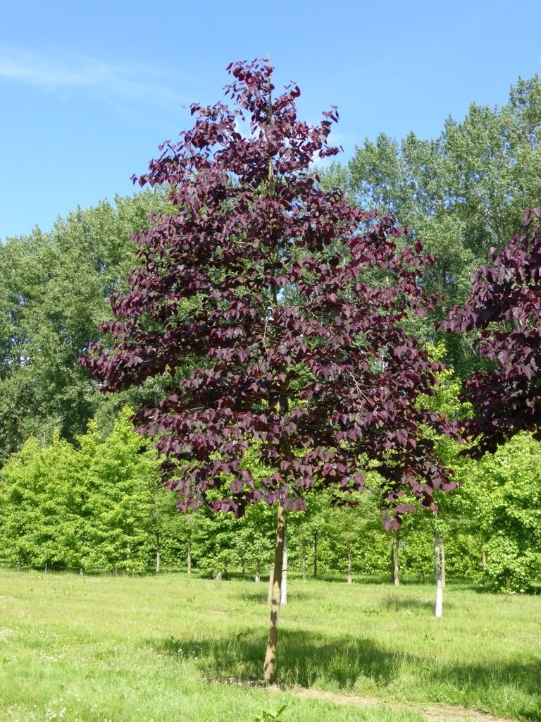 [2880] CERCIS CANADENSIS FOREST PANSY (Caduc, 5 à 10 m)