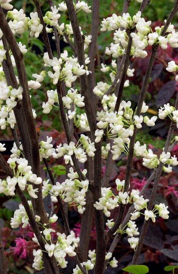 CERCIS CANADENSIS ROYAL WHITE