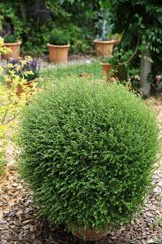 LONICERA NITIDA - BOULE