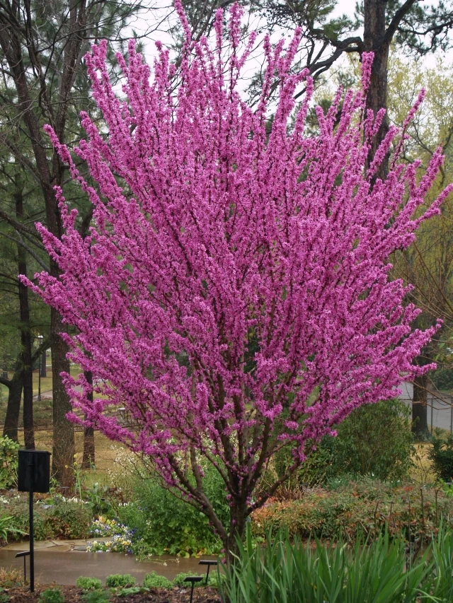 [2888] CERCIS CHINENSIS AVONDALE (Caduc, 150/200)