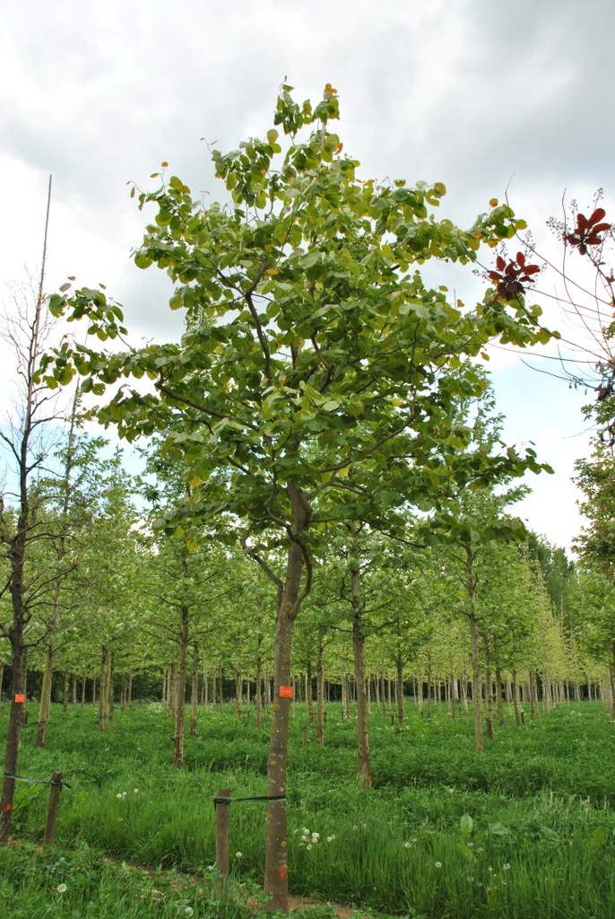 CERCIS GIGANTEA - TIGE