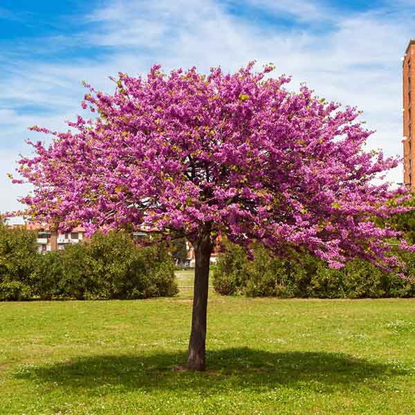 [2897] CERCIS SILIQUASTRUM (Caduc, 5 à 10 m)