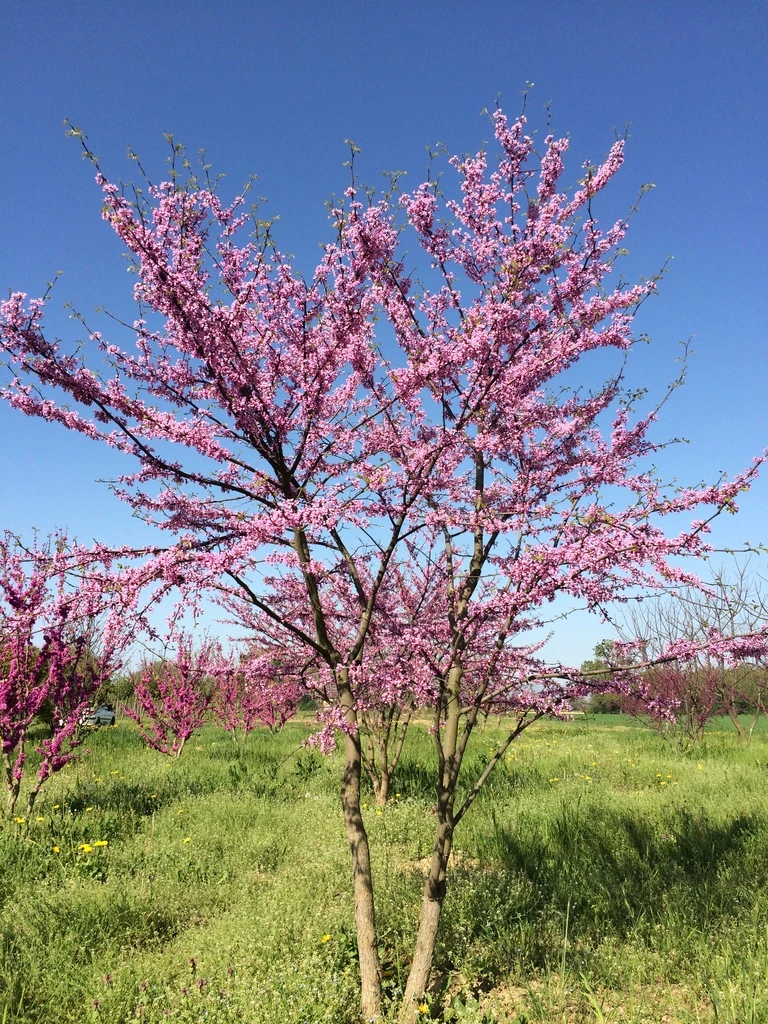 CERCIS SILIQUASTRUM - CEPEE