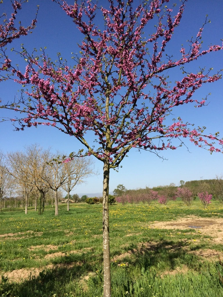 CERCIS SILIQUASTRUM - TIGE