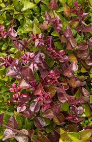 [7416] LONICERA NITIDA RED TIPS (Persistant, 150/200)