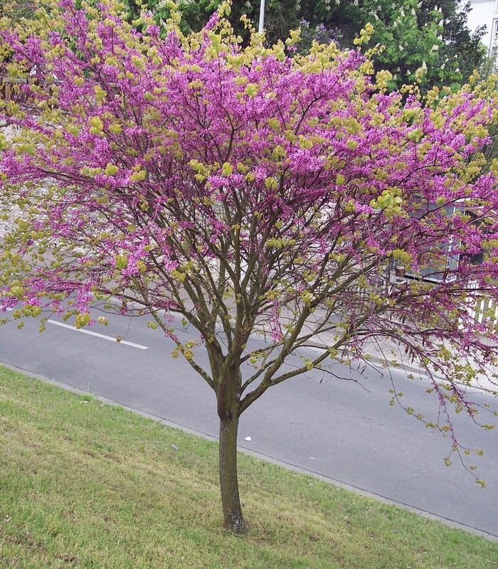 CERCIS SILIQUASTRUM CLT 65 DEMI TIGE